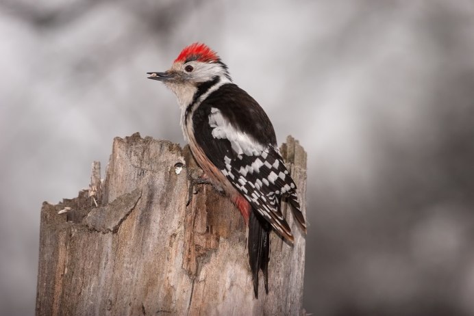 Окинавский дятел