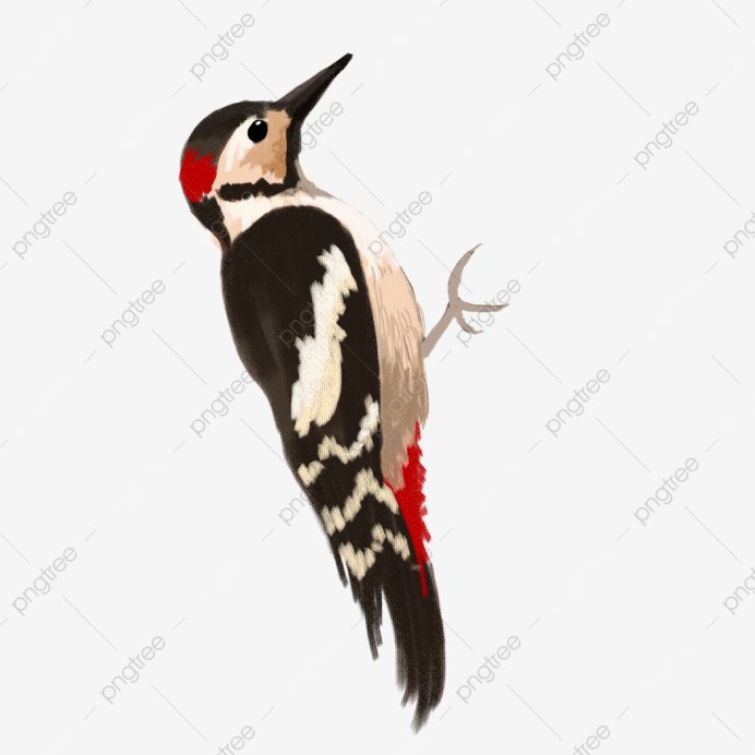 Дятел на белом фоне