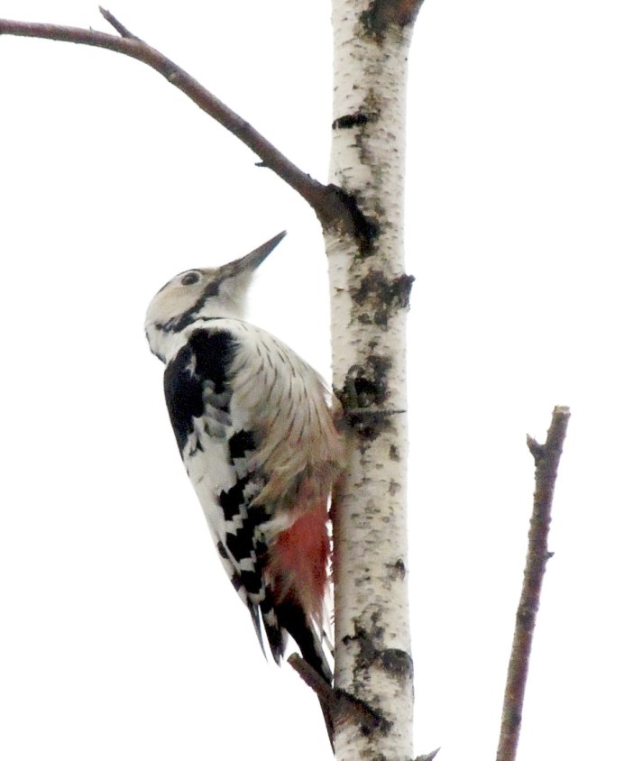 Дятел зимующая птица