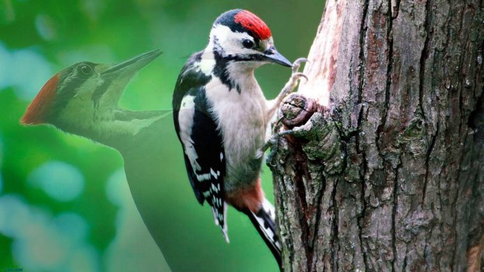 С Веретенникова "пестрый дятел"