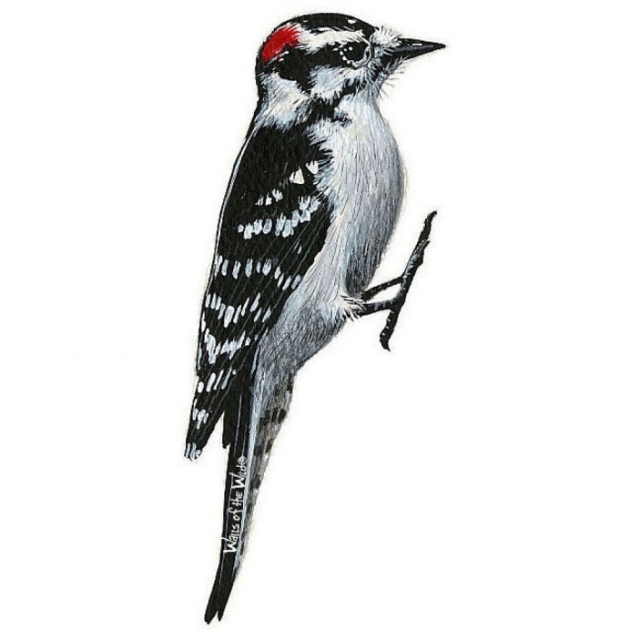 Европейский дятел