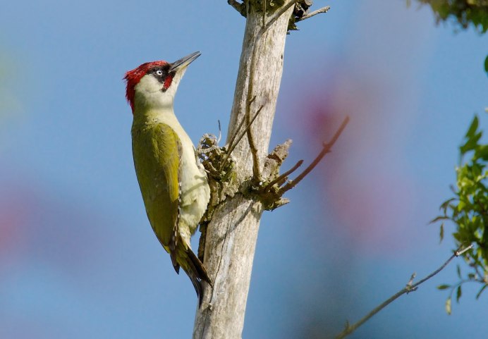 Дятел зимующая птица