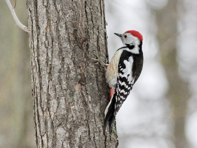 Дятел Википедия