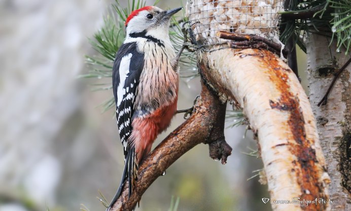 Белоспинный дятел Dendrocopos leucotos (Bechst.)