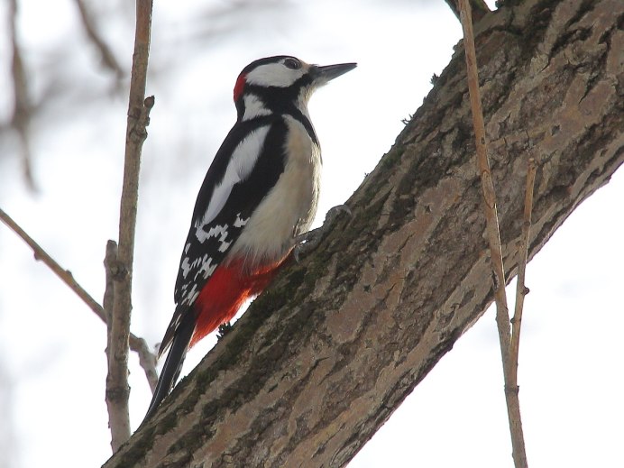 Дятел на белом фоне для детей
