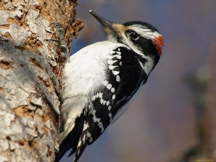 Краснохвостый дятел