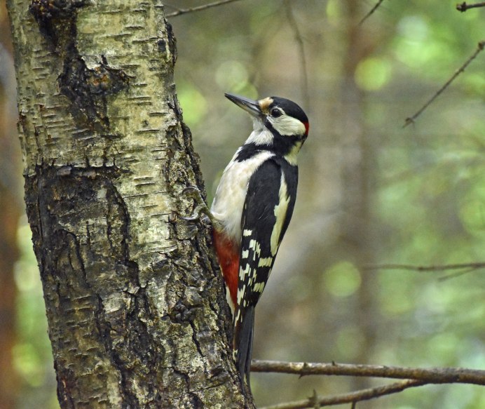 Дятел без фона