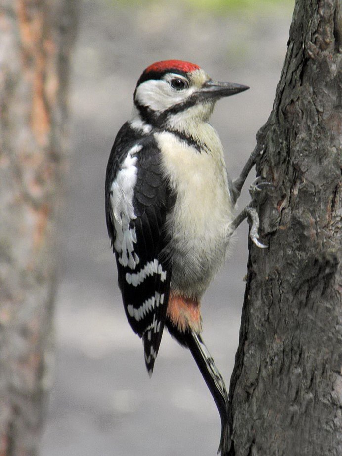 Дятлообразные представители