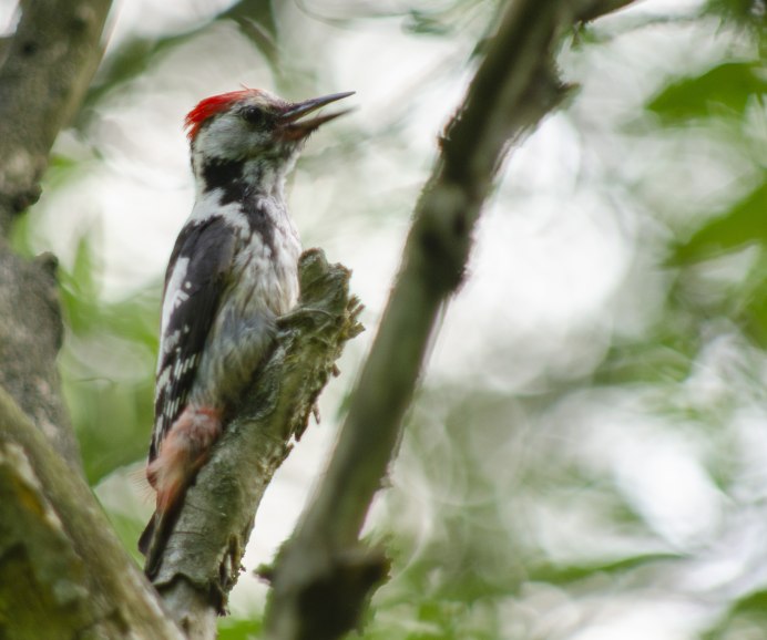 Малый серый дятел