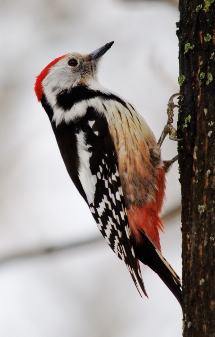 Карточки Домана птицы