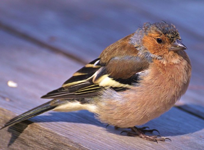 Зяблик (fringilla COELEBS)