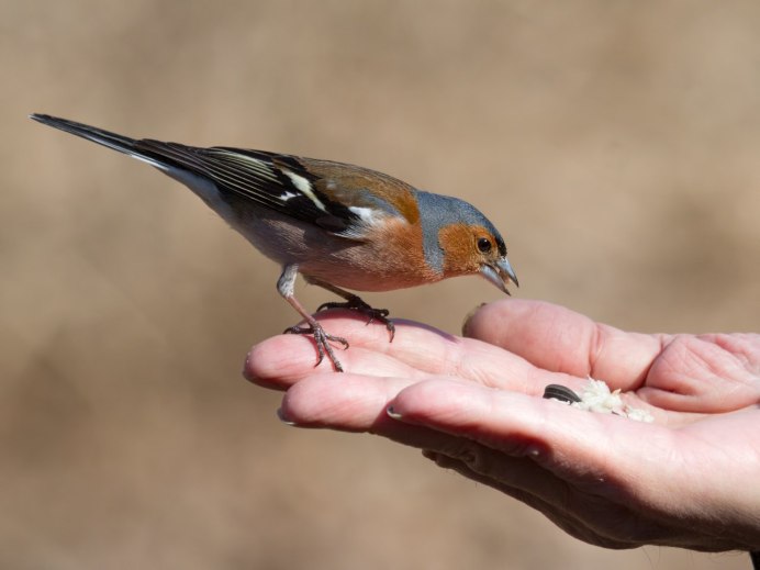 Зяблик (fringilla COELEBS)