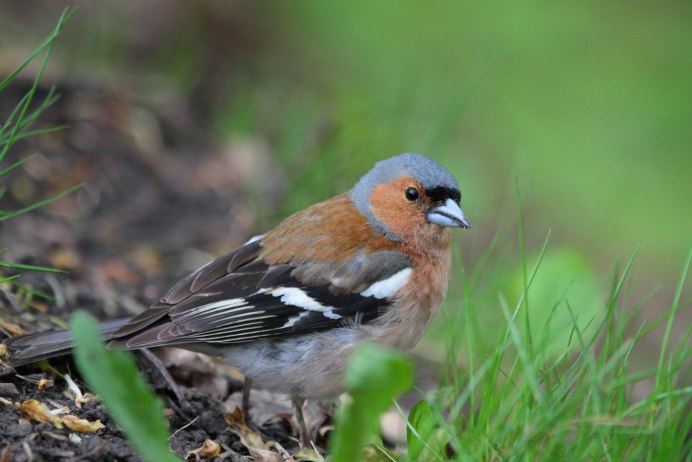 Зяблик (fringílla COÉLEBS)