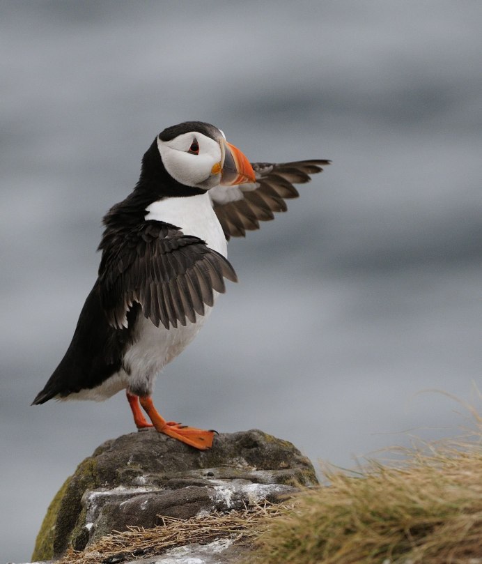 Puffins тупики птицы