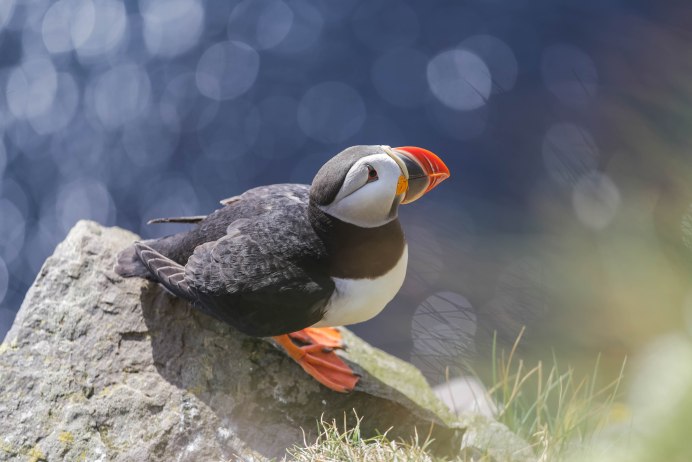 Puffins Исландия