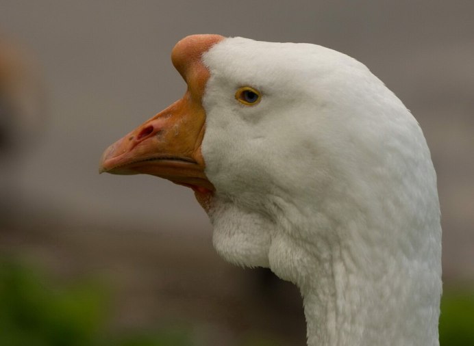 Старая утка