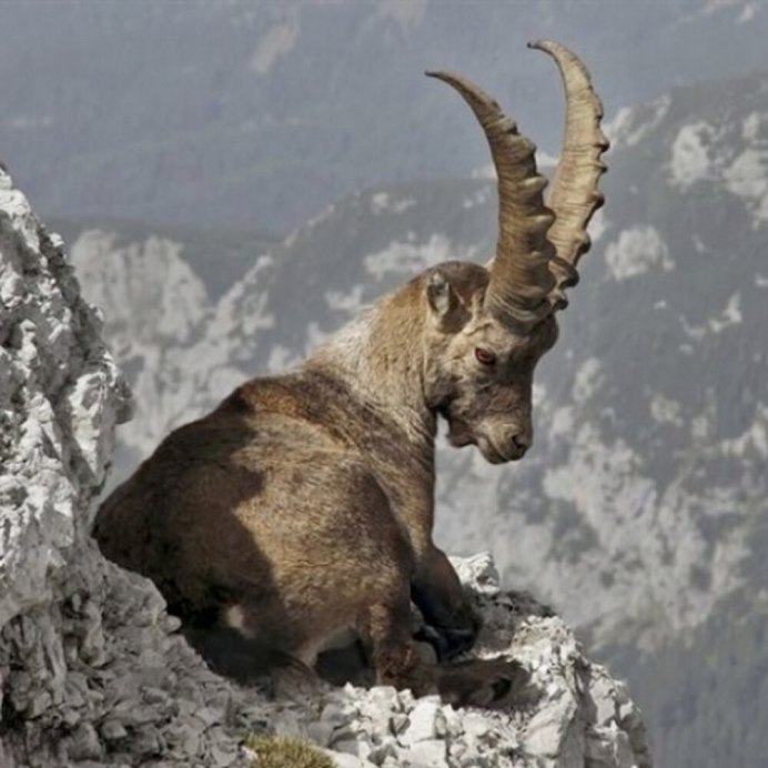 Альпийский Козерог (Capra Ibex)
