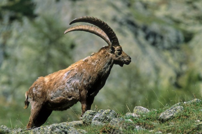 Альпийский Козерог (Capra Ibex)