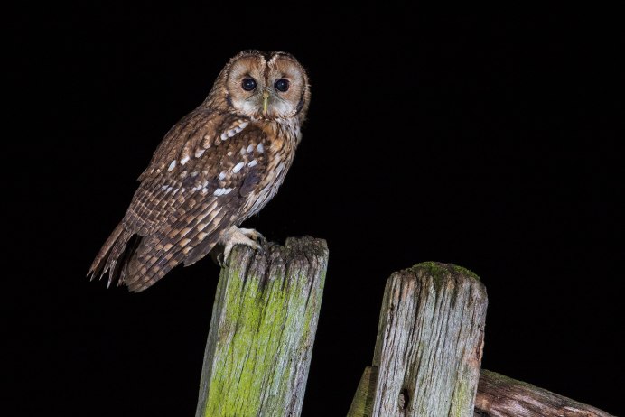 Филин обыкновенный Bubo на охоте