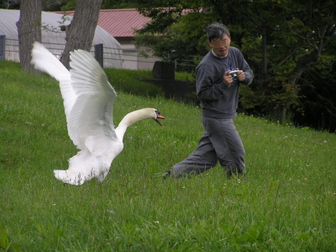 Грациозные гуси