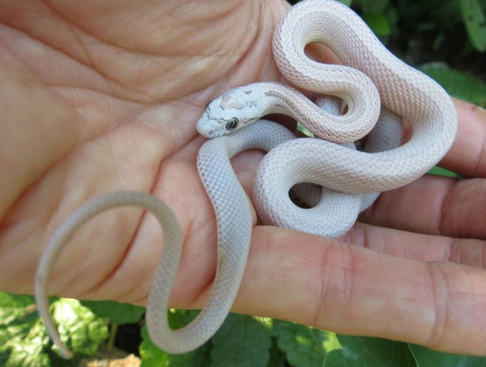 Змея маисовый полоз