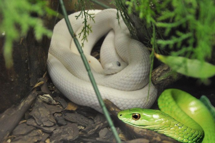 Змея альбинос Королевская Кобра