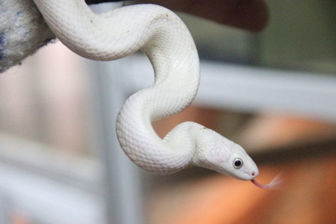 АТЕРИС змея чёрно белая