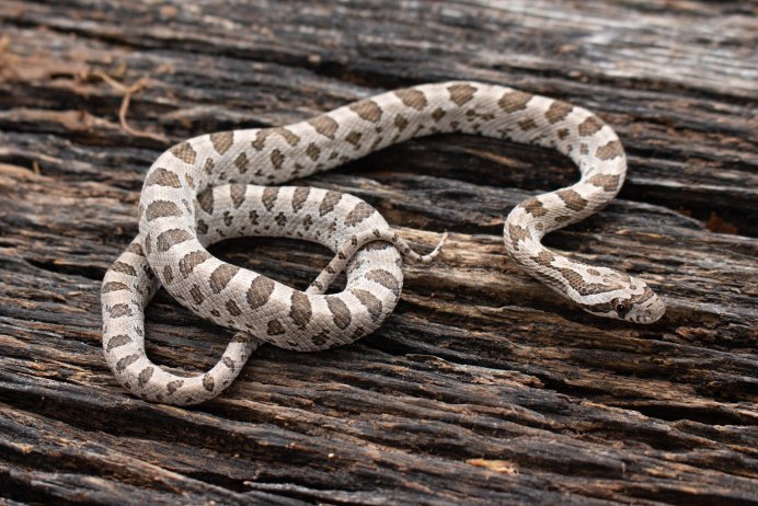 Белый полоз змея
