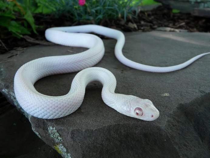 Змеи белые