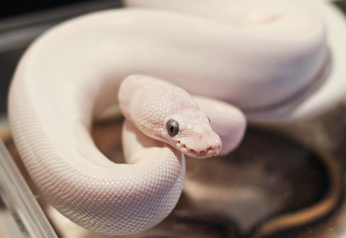 Королевский питон белый