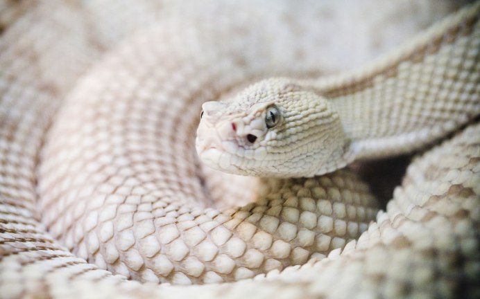 Змея шахматная гадюка