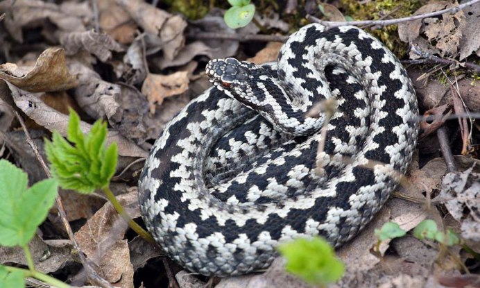 Королевский питон альбинос