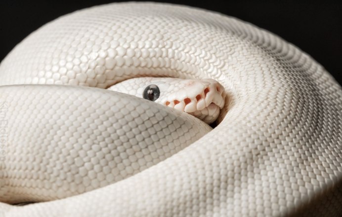 Техасский полоз альбинос