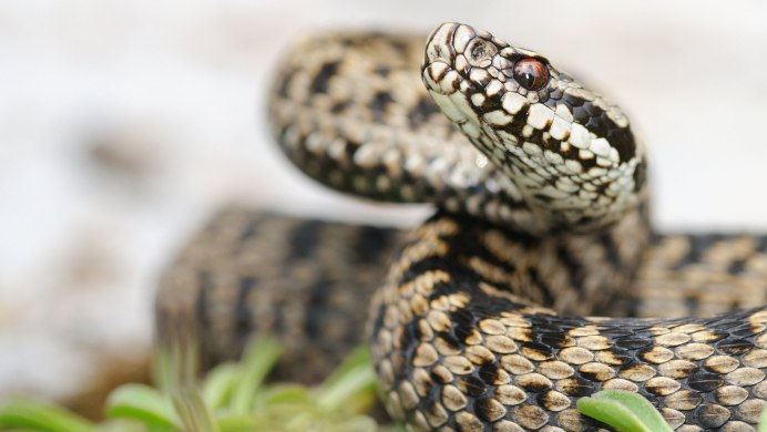 Королевская молочная змея альбинос