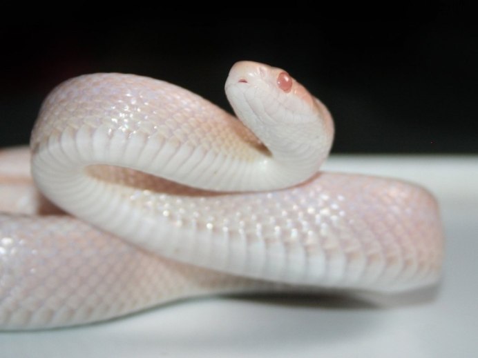 Белый полоз змея