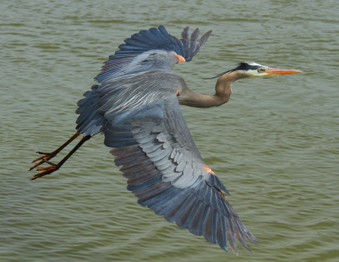 Egretta vinaceigula