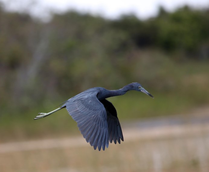 Great Blue Heron птица