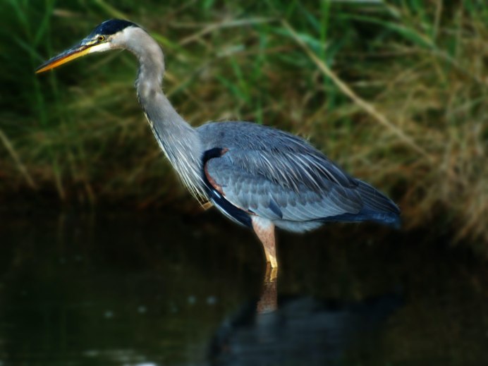 Great Blue Heron Ardea herodias