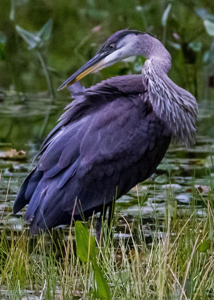 88 Heron Park