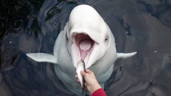 Кит Белуга или Белуха