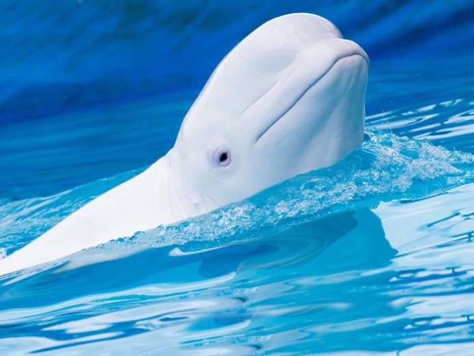 Дельфин Белуха