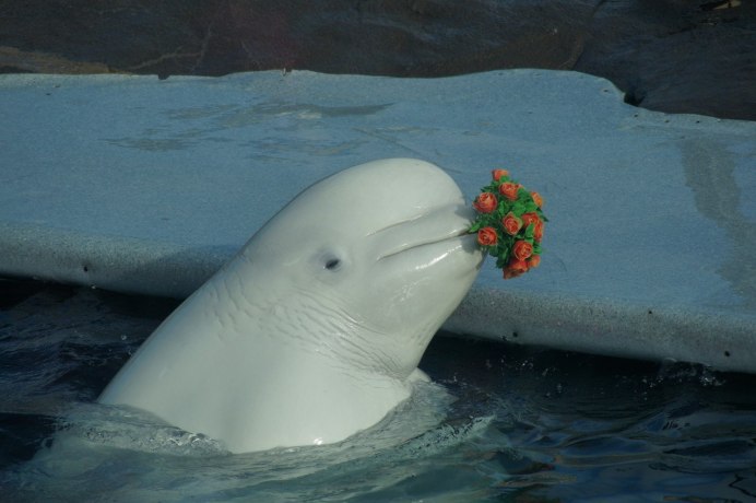 Дельфин альбинос в черном море