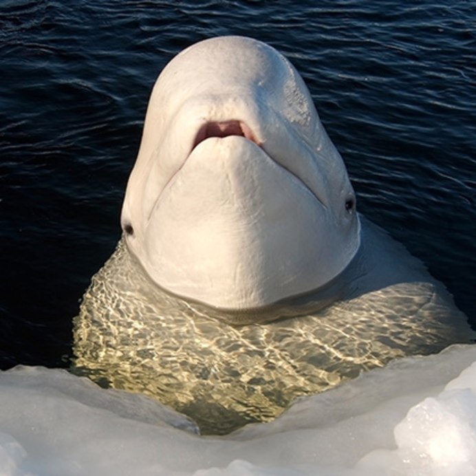 Китёнок Белухи