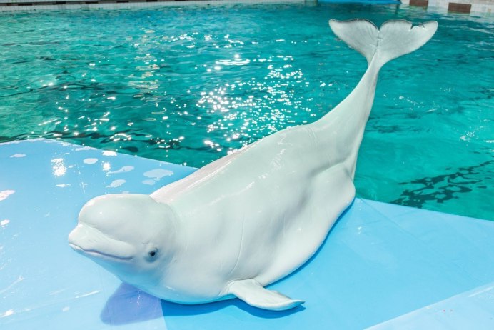 Белуха млекопитающее