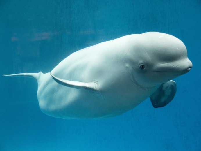 Полярный Дельфин Белуха