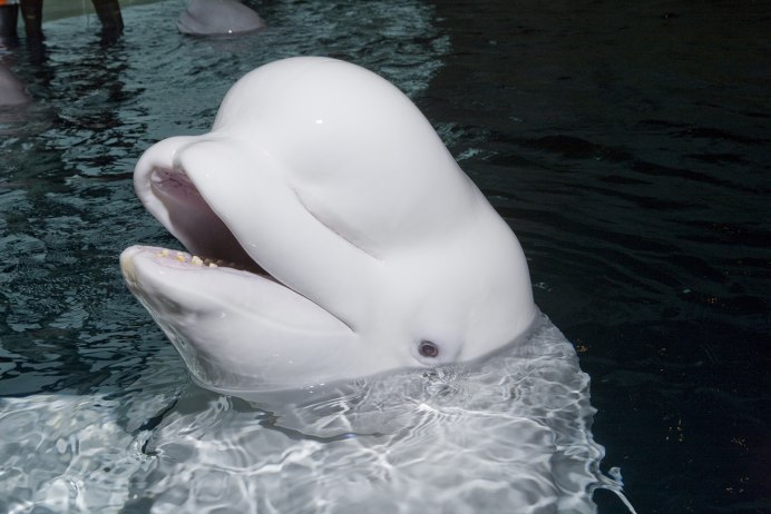 Белый кит Белуха