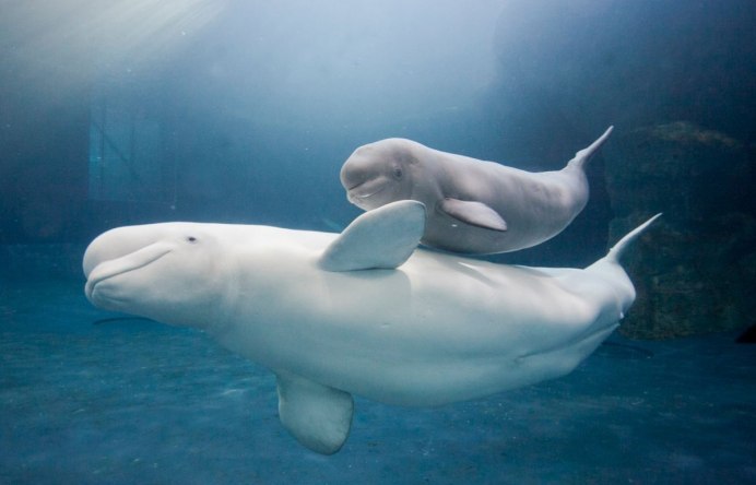 Белый Полярный кит Белуха