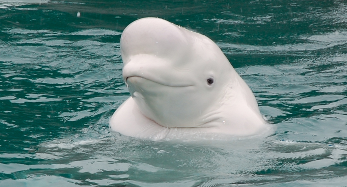 Беломорская Белуха