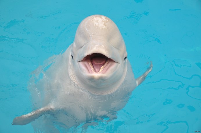 Морские млекопитающие Белуха
