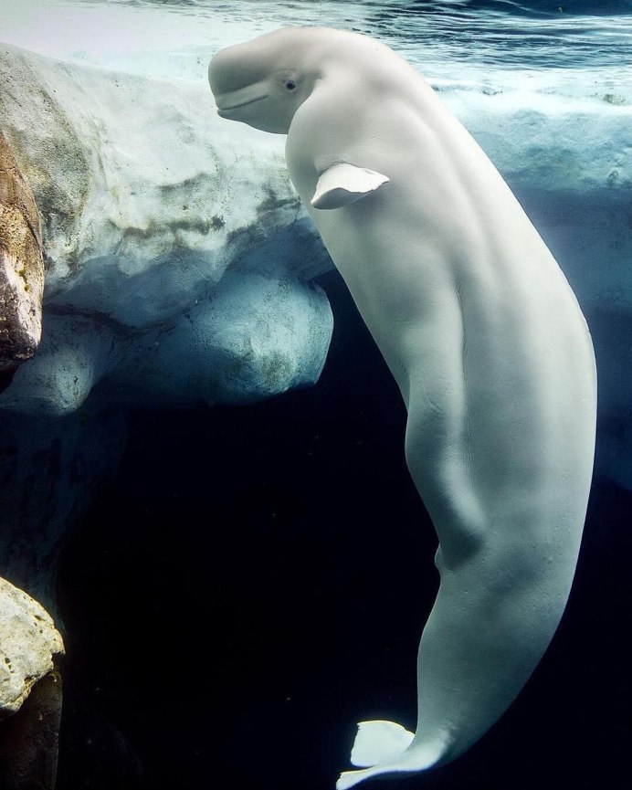 Белый кит Белуха